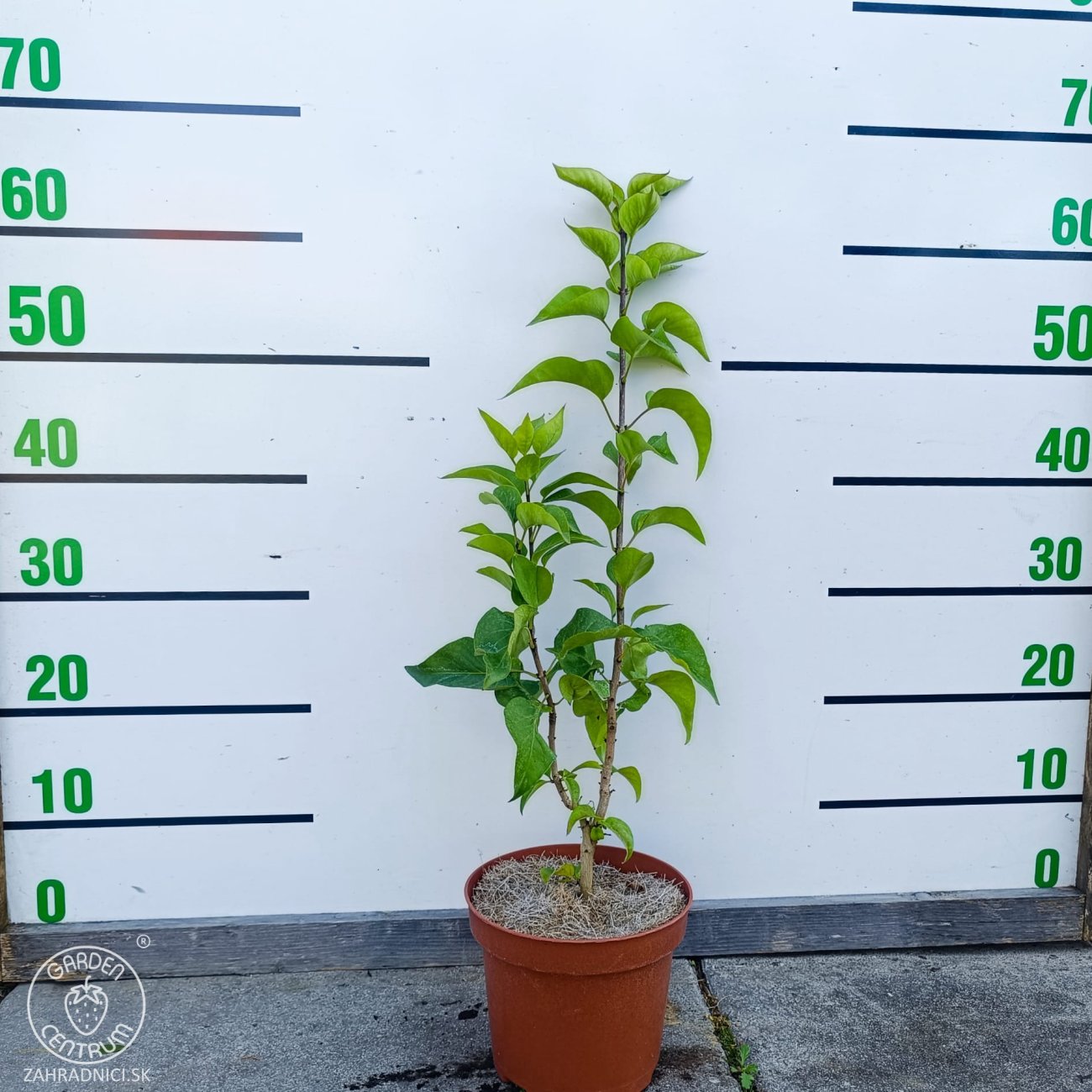 Obrázok Orgován obyčajný (Syringa vulgaris) ´PRINCE WOLKONSKY´ - výška 40-60 cm, kont C2L